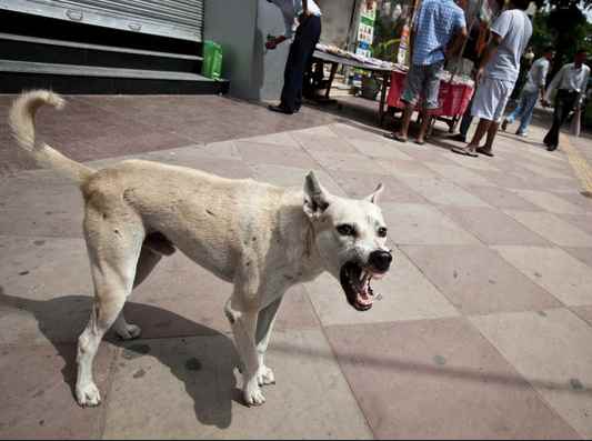 Rabid Indian Dog