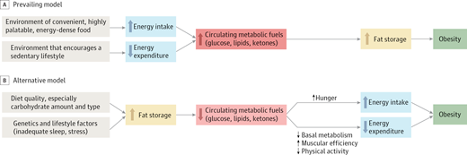 New Obesity Model